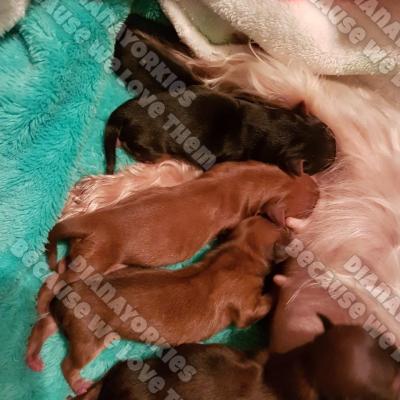 Dianayorkiespuppy 93