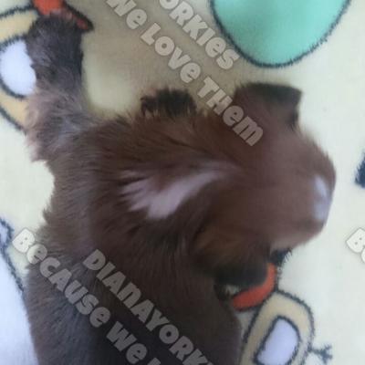 Dianayorkiespuppy 95