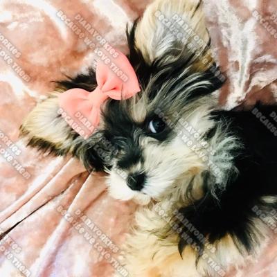 Dianayorkiespuppy 96