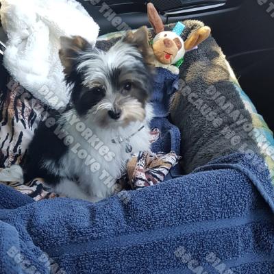 Dianayorkiespuppy 97