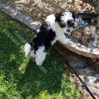 Dianayorkiespuppy 98