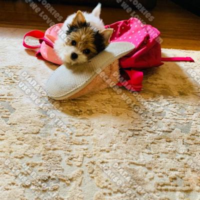 Dianayorkiespuppy 99