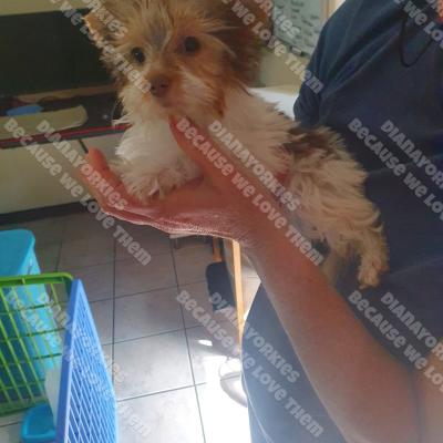 Dianayorkiespuppy146