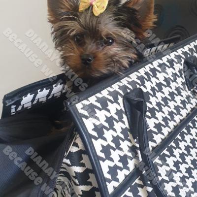 Dianayorkiespuppy147