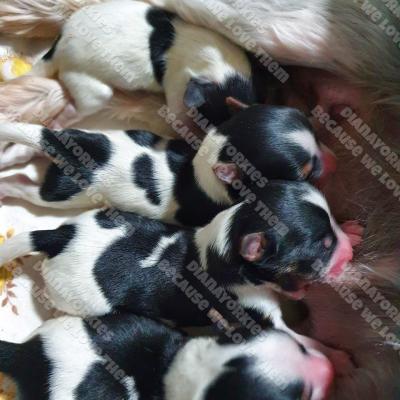 Dianayorkiespuppy148