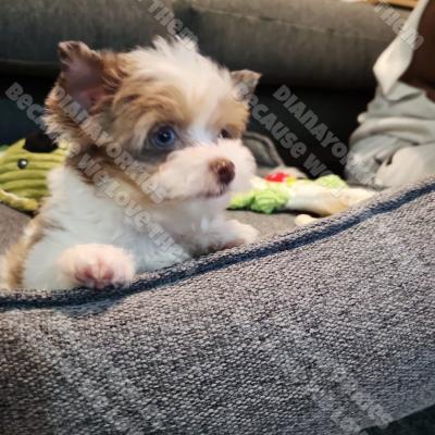 Dianayorkiespuppy149