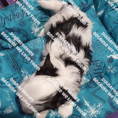 Dianayorkiespuppy150