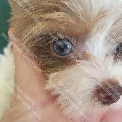 Dianayorkiespuppy151