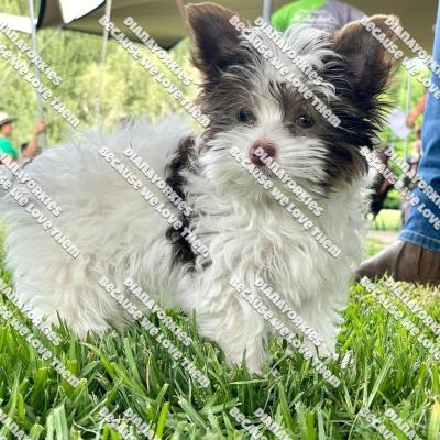 Dianayorkiespuppy152