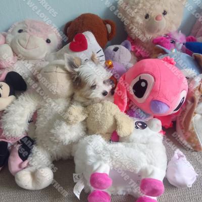 Dianayorkiespuppy153