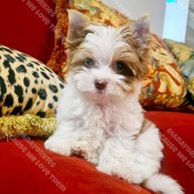 Dianayorkiespuppy154