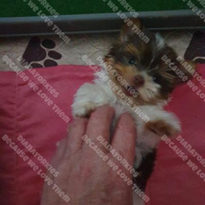 Dianayorkiespuppy157