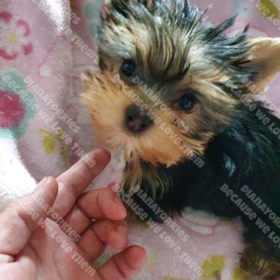 Dianayorkiespuppy159