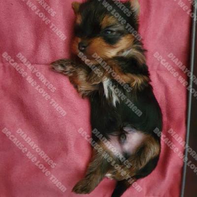 Dianayorkiespuppy160