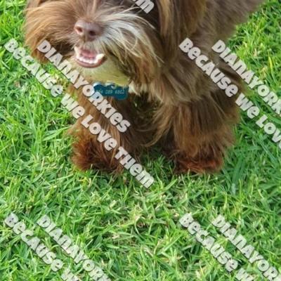 Dianayorkiespuppy1611