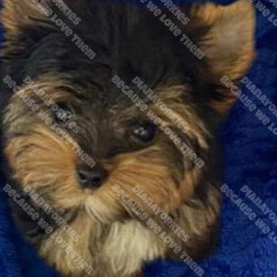 Dianayorkiespuppy162