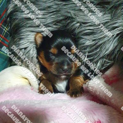 Dianayorkiespuppy163