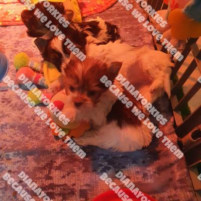 Dianayorkiespuppy164