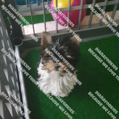 Dianayorkiespuppy166