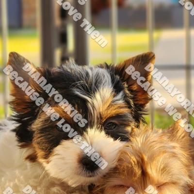 Dianayorkiespuppy167