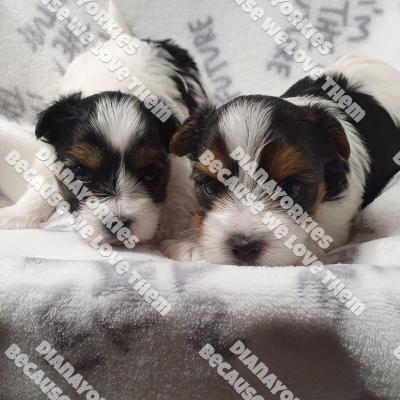 Dianayorkiespuppy168