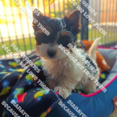 Dianayorkiespuppy169