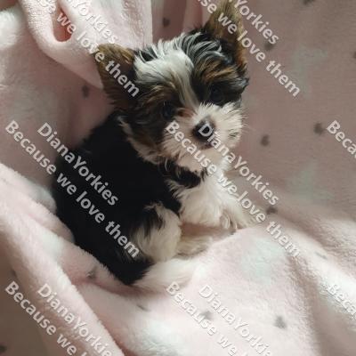 Dianayorkiespuppy171