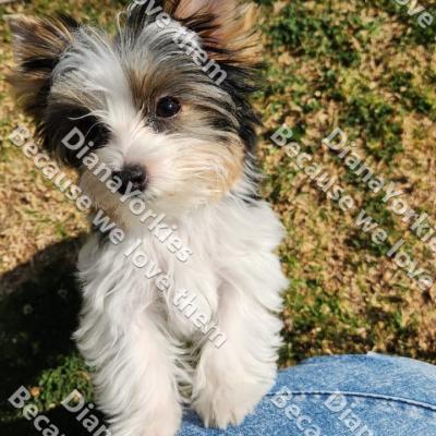 Dianayorkiespuppy172