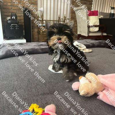 Dianayorkiespuppy173