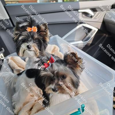 Dianayorkiespuppy174