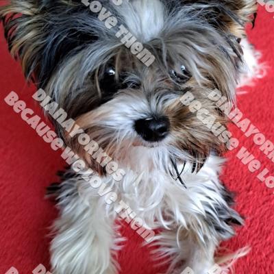 Dianayorkiespuppy175