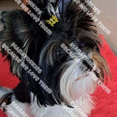 Dianayorkiespuppy176