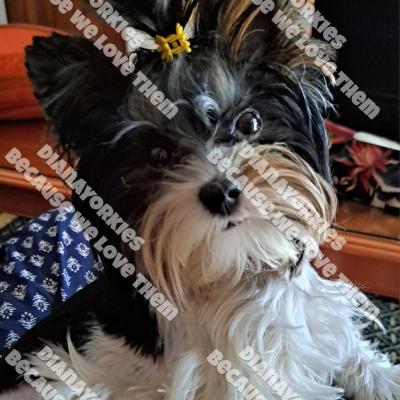 Dianayorkiespuppy177