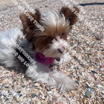 Dianayorkiespuppy178