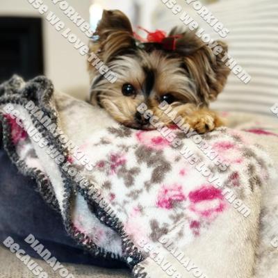 Dianayorkiespuppy179