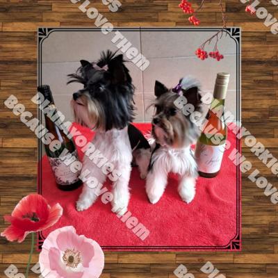 Dianayorkiespuppy180