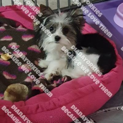 Dianayorkiespuppy181