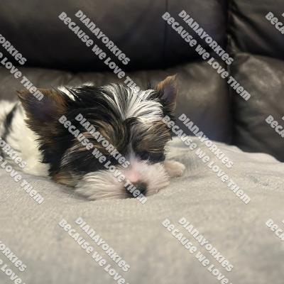 Dianayorkiespuppy182