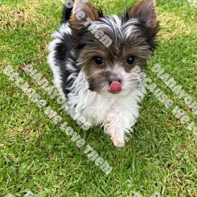 Dianayorkiespuppy183