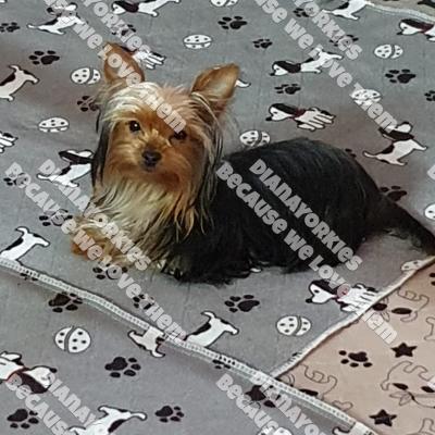 Dianayorkiespuppy184