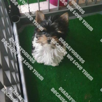 Dianayorkiespuppy1851