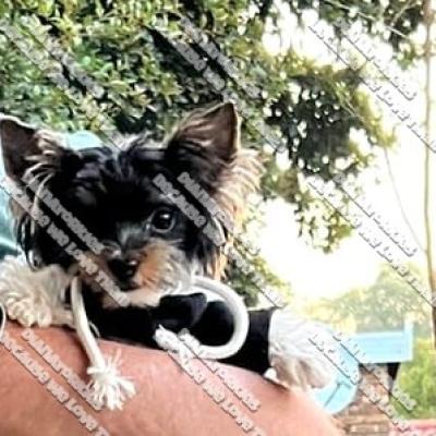 Dianayorkiespuppy185