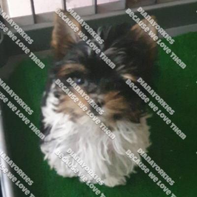 Dianayorkiespuppy186