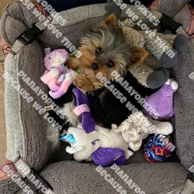 Dianayorkiespuppy187