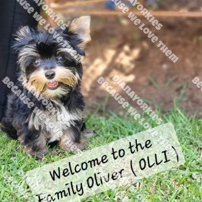 Dianayorkiespuppy188