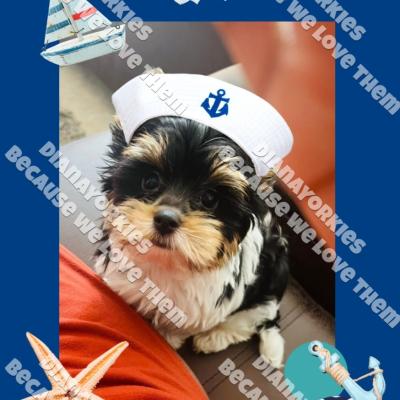 Dianayorkiespuppy189