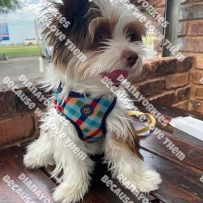 Dianayorkiespuppy190