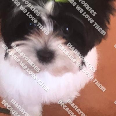 Dianayorkiespuppy192