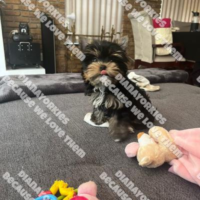 Dianayorkiespuppy193