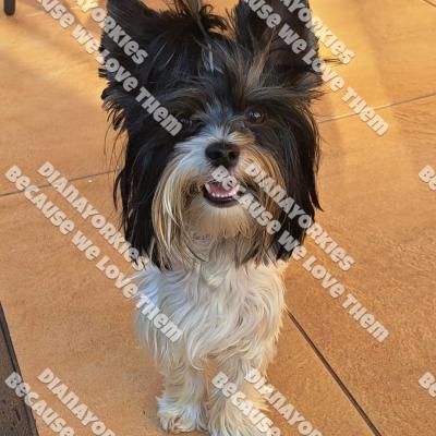 Dianayorkiespuppy195